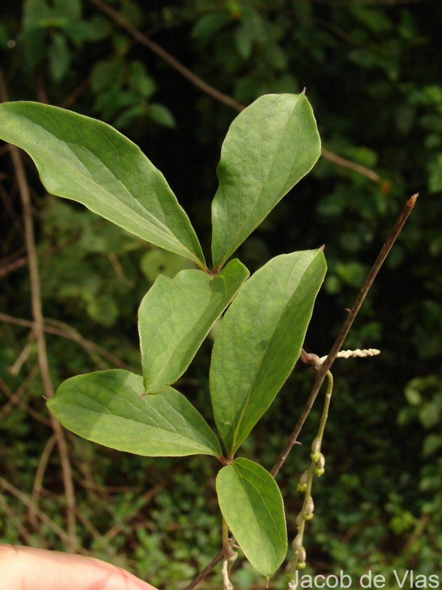 Dioscorea pentaphylla L.